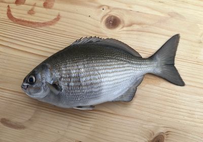 Bermuda sea chub