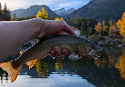 Bull trout