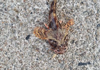 Black scorpionfish