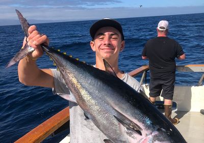 Pacific bluefin tuna