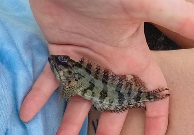 Hairy blenny