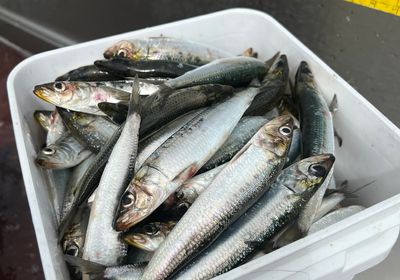 Round sardinella