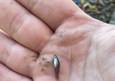 Eastern mosquitofish