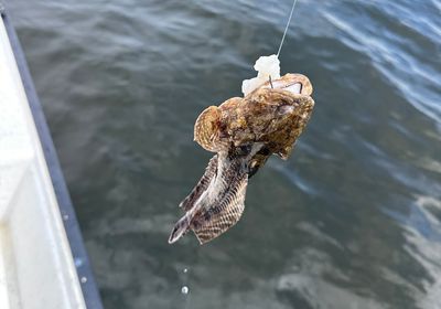 Gulf toadfish