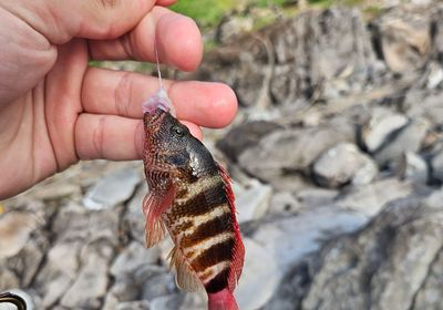 Dwarf hawkfish