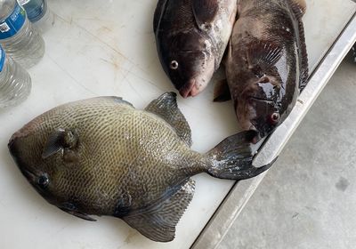 Grey triggerfish