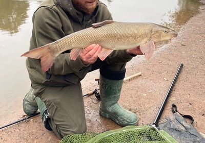 Common barbel