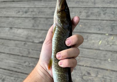 Redfin pickerel