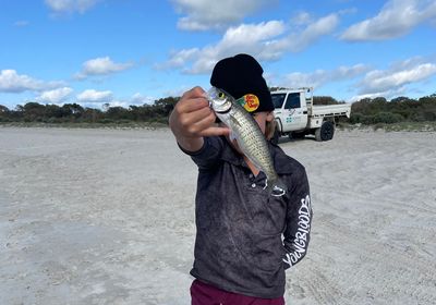 Narrow-barred Spanish mackerel