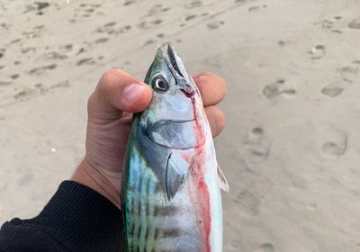 Striped bonito