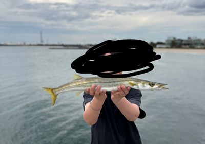 Australian barracuda