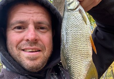 Golden shiner