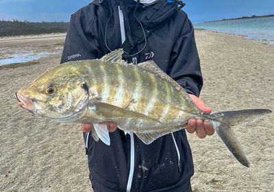 White trevally