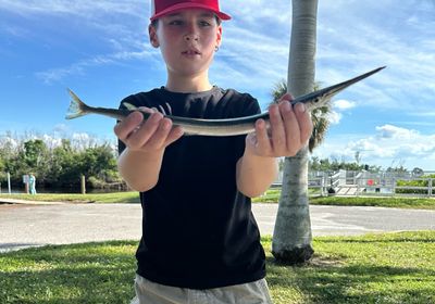 Flat needlefish