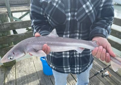 Piked dogfish