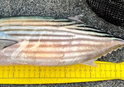 Australian bonito