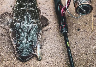 Dusky flathead