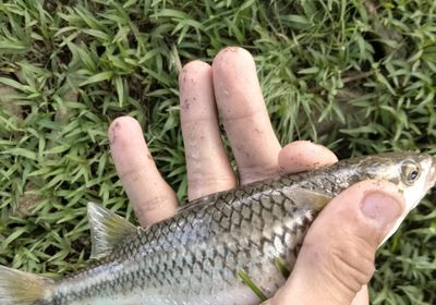 South African striped mullet