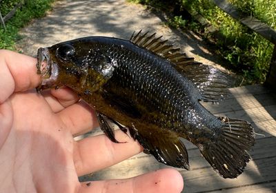 Mud sunfish