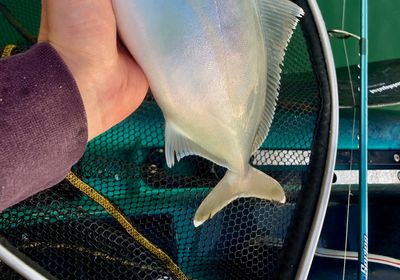 Banded Rudderfish