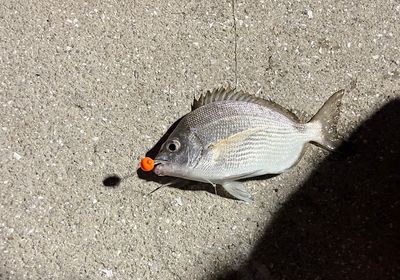 Spottail seabream