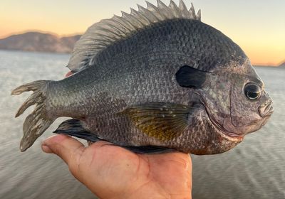 Coppernose bluegill