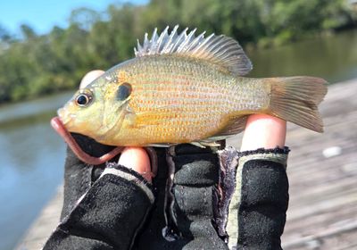 Redspotted sunfish