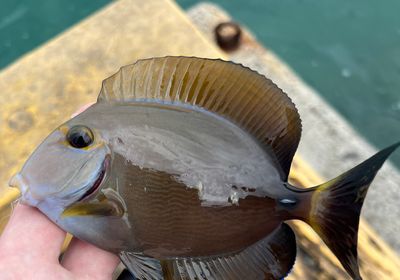 Eyestripe surgeonfish