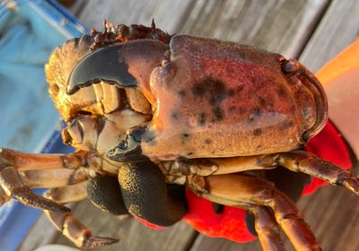 Florida stone crab