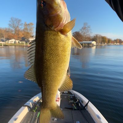 Lake Shafer IN Fishing Reports, Maps & Hot Spots