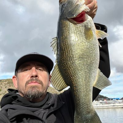 22+ Silverwood Lake Fishing Report