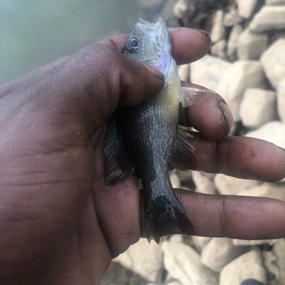 Recently caught Green sunfish