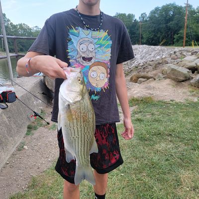 ᐅ Lake Mohawk fishing reports🎣• Canton, OH (United States) fishing