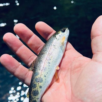 South Fork Trask River fishing reports Forest Grove OR