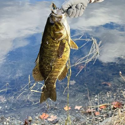 ᐅ West Hill Pond fishing reports🎣• Barre, VT (United States) fishing