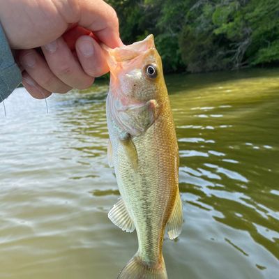 Fishing reports, best baits and forecast for fishing in Lake Jericho