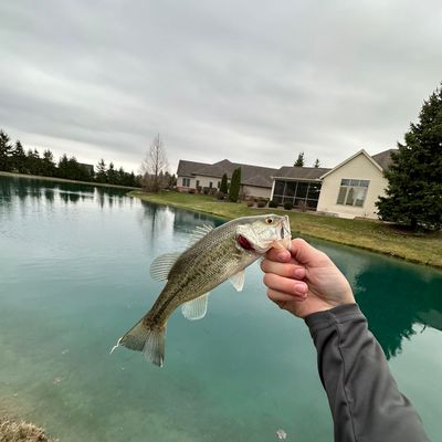 ᐅ Albon Lake fishing reports🎣• Maumee, OH (United States) fishing