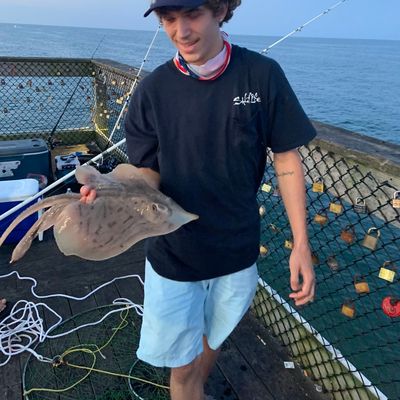 Recently caught Blue skate