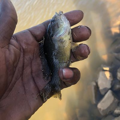 Recently caught Green sunfish