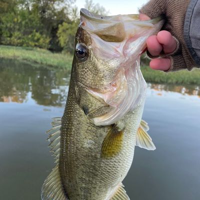 15+ Lbj Lake Fishing Report