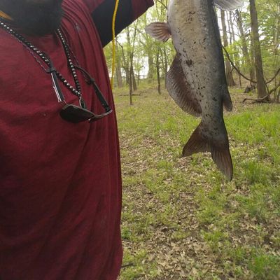 ᐅ Stoney Creek fishing reports🎣• Goldsboro, NC (United States) fishing