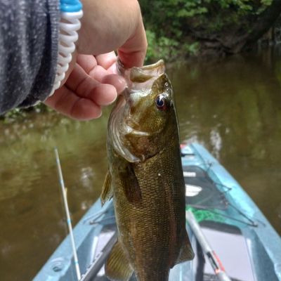 ᐅ South Branch Shiawassee River fishing reports🎣• Fenton, MI (United  States) fishing