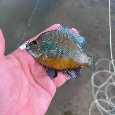 Recently caught Longear sunfish