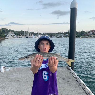 Recently caught Obtuse barracuda