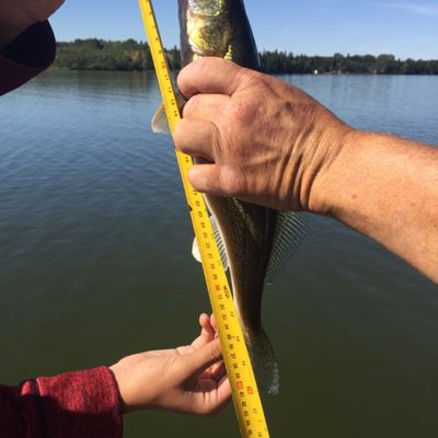 ᐅ Pine Lake fishing reports🎣• Alberta, Canada fishing