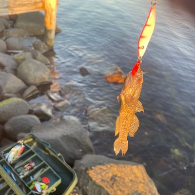 ᐅ Kungsbackafjorden fishing reports🎣• Halland, Sweden fishing