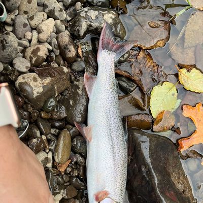 Coho Fishing Should Start Heating Up On Skookumchuck