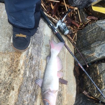 Recently caught White catfish