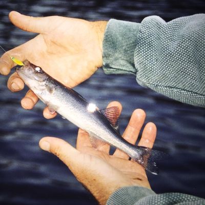 Exploring and Fishing the Marten River System