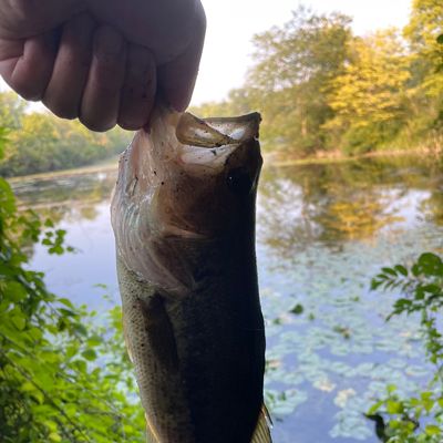 ᐅ Spring Valley Lake fishing reports🎣• Kalamazoo, MI (United States)  fishing